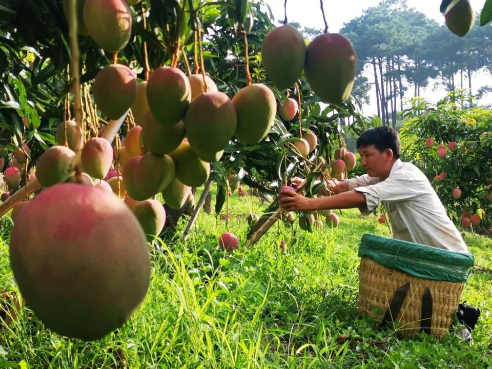 A farmer harvests mangoes in Huaping county, Lijiang, southwest China's Yunnan province. (Photo by Zhou Yonghua)
