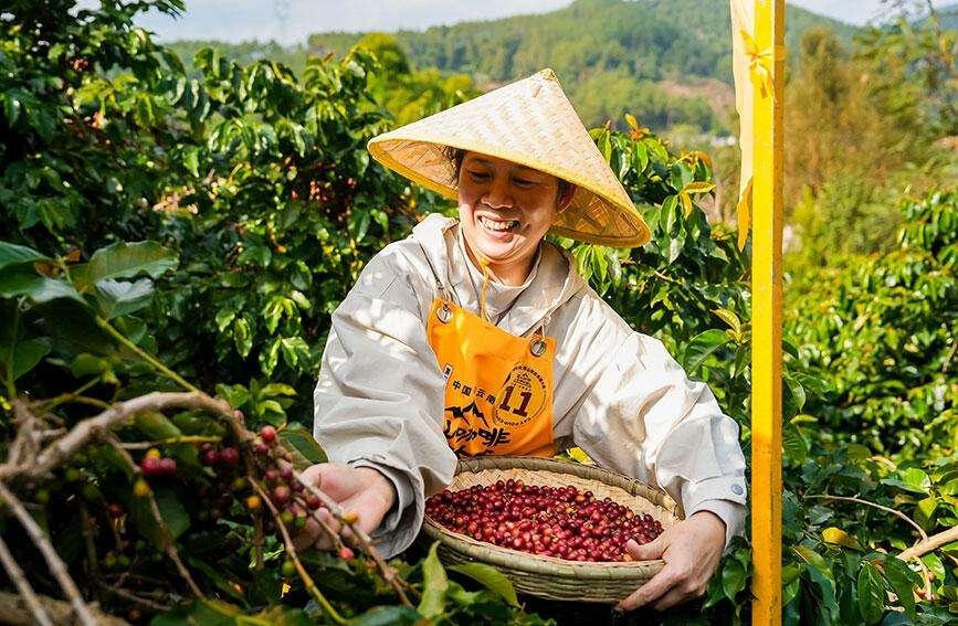 A farmer harvests coffee cherries at a plantation in Simao district, Pu'er, southwest China's Yunnan province. (Photo from the Simao District Convergence Media Center)