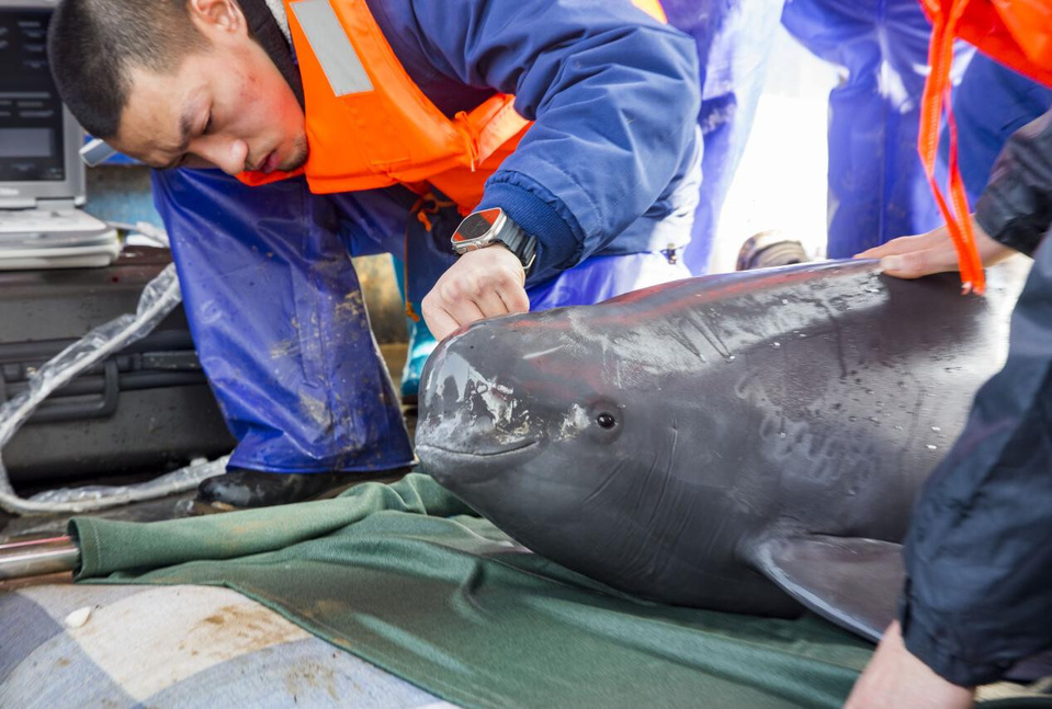 Workers perform a physical check for a Yangtze finless porpoise on the waters of Songmenshan in Poyang Lake, east China's Jiangxi province. (Photo by Fu Jianbin/People's Daily Online)