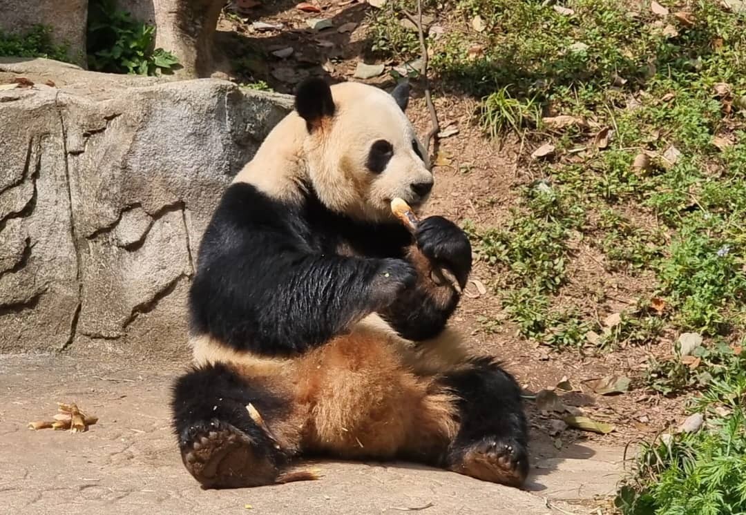 Chine : Les pandas géants de Dujiangyan, symboles de paix et d'amitié Chine : Les pandas géants de Dujiangyan, symboles de paix et d'amitié
