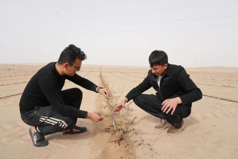 A technician guides a farmer to plant roses.