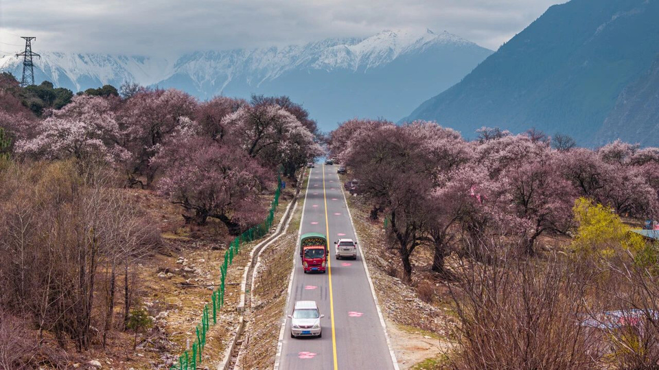 Vehicles drive on a road lined by peach blossoms by its sides. (Photo by Zhang Wujun/People's Daily)