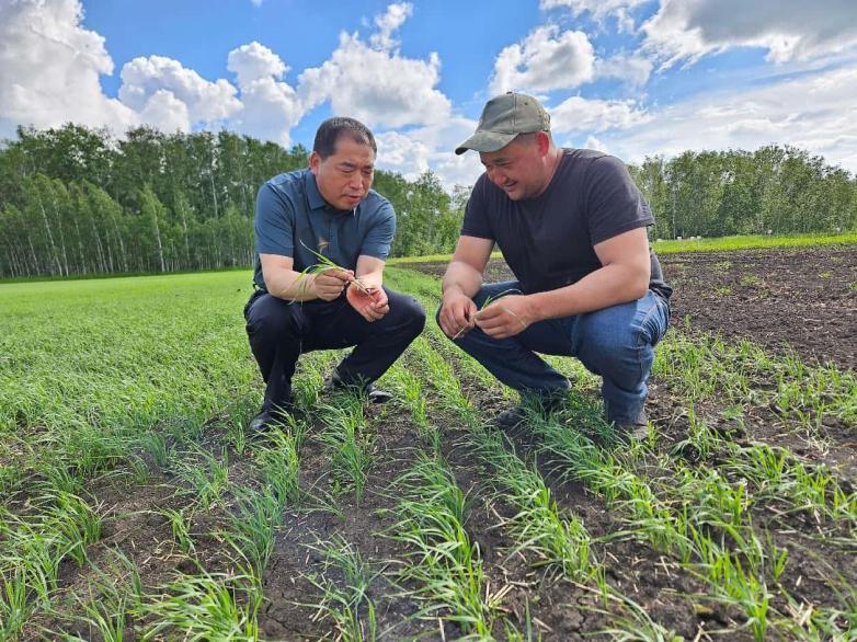 A Chinese wheat breeding expert from China's Northwest A&F University (left) shares wheat management techniques for the seedling stage with a local agricultural technician in an experimental field in Kazakhstan. (Photo by Zhang Zhengmao)