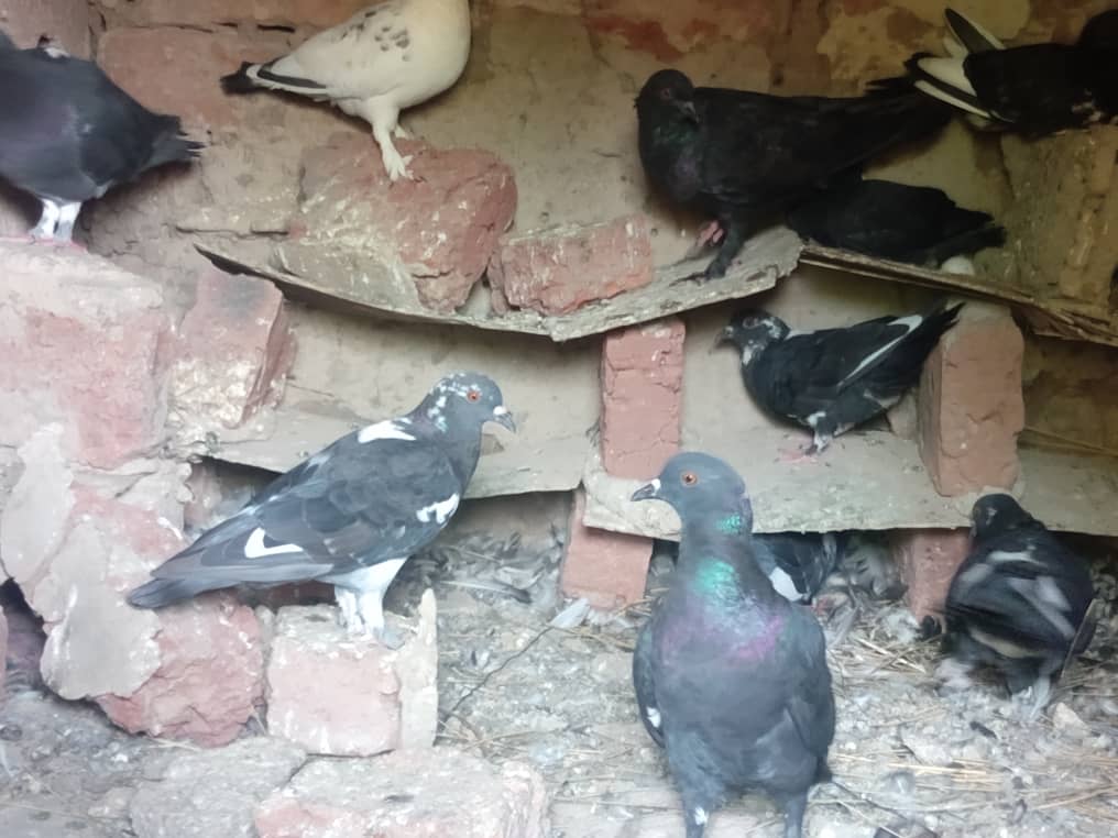 N'Djamena : L'élevage de pigeons domestiques en voie de disparition