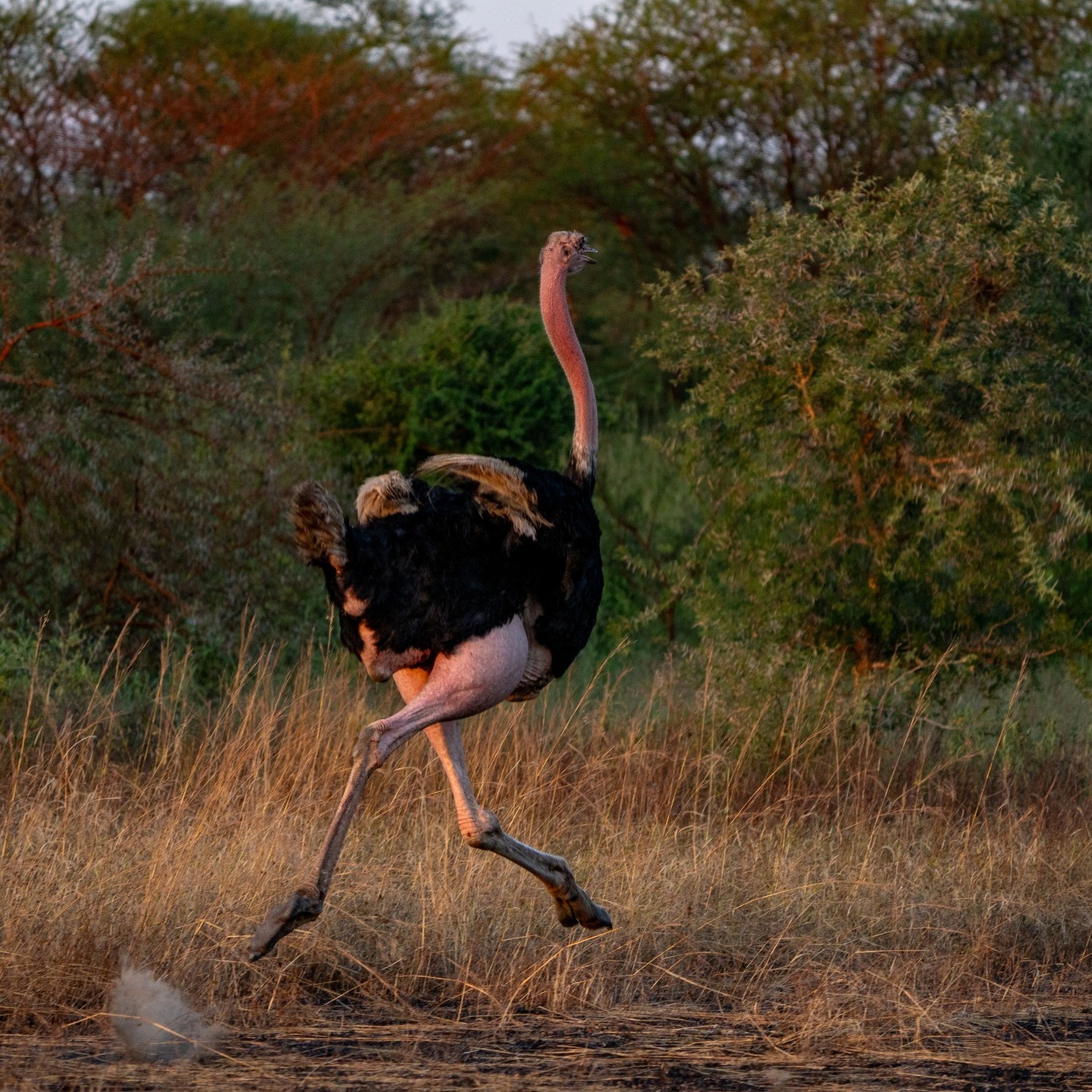 Images : Zakouma National Park