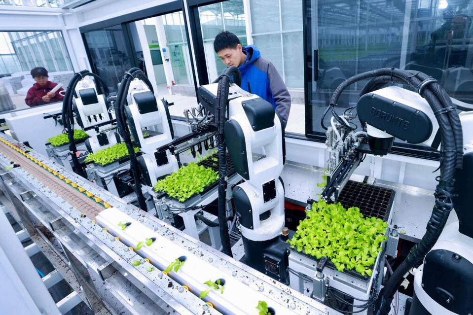 Robots plant lettuce seedlings at a smart agriculture demonstration park in Guangchen township, Punghu, east China's Zhejiang province. (Photo by Wang Zhijie/People's Daily Online) Robots plant lettuce seedlings at a smart agriculture demonstration park in Guangchen township, Punghu, east China's Zhejiang province. (Photo by Wang Zhijie/People's Daily Online)