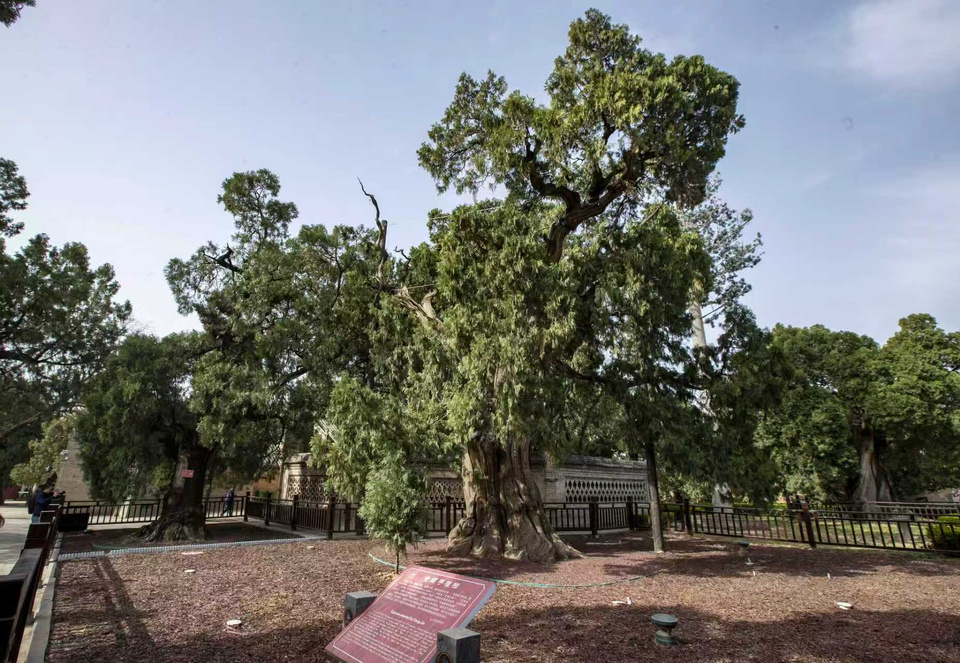 Photo shows ancient cypresses in the Cangjie Temple. (Photo/Peng Yipeng) Photo shows ancient cypresses in the Cangjie Temple. (Photo/Peng Yipeng)