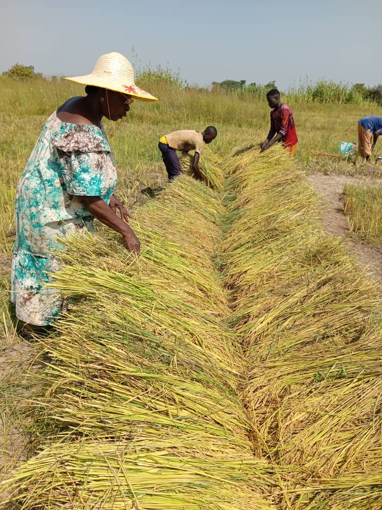 Tchad : l'Association Les Amis de la Chine expérimente la variété de riz Yue NongSimiaO