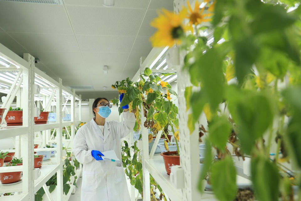A research check the growth of sunflowers in a laboratory of a seed enterprise in Jiuquan, northwest China's Gansu province. (Photo/Chen Kun)