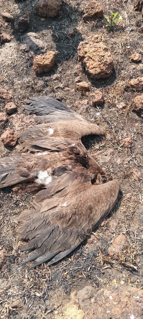 Cameroun - Mystère à Minim-Martap : 43 corbeaux et un âne retrouvés morts sur le site minier