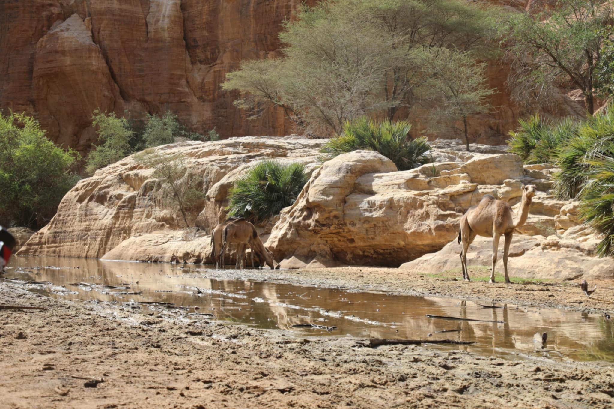Tchad : FICSA 6, immersion exceptionnelle au cœur du massif de l’Ennedi