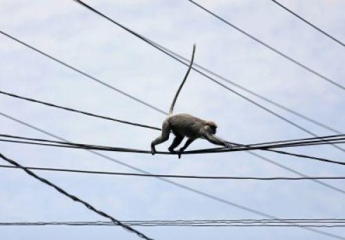 Kenya : un singe prive le pays d'électricité pendant 5 heures. Crédit photo : Sources