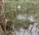 Tchad : plus de 4380 hectares de champs détruits par les inondations, une situation préoccupante