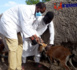 Tchad : campagne de sensibilisation de proximité pour la vaccination en masse des animaux