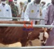 Tchad : lancement de la campagne de vaccination des petits ruminants à Fadalari, au Kanem