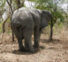 Tchad : une fillette d'environ 8 ans écrasée par un éléphant dans la Tandjilé