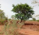 Tchad - Tension entre agriculteurs et éleveurs au Bekor-Man : nécessité d'un dialogue constructif et de solutions concertées