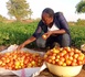 Tchad : Dendjim Antoinette, une agronome engagée dans la culture biologique à Mbagti
