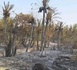Tchad : Incendie à Mao détruit des cultures dans le Ouadi de Djougou
