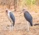 Tourisme - À la découverte du Marabout d'Afrique, emblème des zones humides tchadiennes