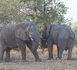 Tourisme - Les géants silencieux de Zakouma : La majesté des éléphants au cœur de la conservation au Tchad