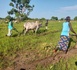 Tchad : Perspectives favorables pour la saison agricole malgré des disparités pluviométriques