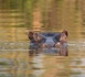 Tchad : Alerte à l'anthrax après la mort d'hippopotames à Youé