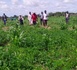 Tchad : au Guéra, Akouna Tirane est un cultivateur qui inspire sa communauté