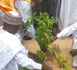 Tchad : Campagne de reboisement pour lutter contre la désertification