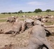 Tchad : 33 dromadaires foudroyés dans le Sud Kanem