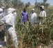 Tchad : Des hectares de champs de mil dévastés par des chenilles à Wouro, dans le Kanem