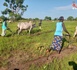 Tchad : destruction environnementale, et si le Tchad explorait l'agroécologie