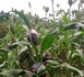 Tchad : Inquiétude des cultivateurs du Guéra Malgré un bon début de saison pluvieuse