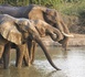 Tchad : SOS Éléphants s'inquiète de la résiliation du partenariat avec APN