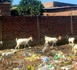 Tchad : Les Habitants de N’Djaména exaspérés par l’élevage de bétail en zone urbaine