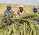 Tchad - Abéché : De l'espoir dans les champs pour les femmes bénéficiaires