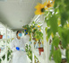 A research check the growth of sunflowers in a laboratory of a seed enterprise in Jiuquan, northwest China's Gansu province. (Photo/Chen Kun)