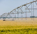 In a high-standard farmland in Lique township, Dongying, east China's Shandong province, a truss-type sprinkler irrigation system is watering wheat. (Photo/Liu Yunjie)