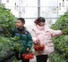 Children pick strawberries in a greenhouse in Jurong, east China's Jiangsu province. (Photo/Zhong Xueman)