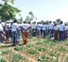 Tchad : les agripreneurs en visite d’échange à Kélo pour renforcer leurs compétences