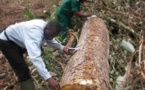 Vers la suspension des activités de la société forestière FIPCAM ?