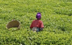 US $30 billion to benefit farmers, strengthening Africa’s agriculture