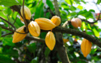 Côte d’Ivoire : Le prix du kilogramme de cacao fixé à 1100 F Cfa