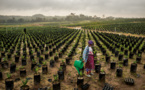 COP22 : Bientôt un centre de prévention de la dégradation des sols en Afrique