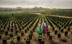 COP22 : Bientôt un centre de prévention de la dégradation des sols en Afrique COP22 : Bientôt un centre de prévention de la dégradation des sols en Afrique