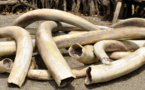 Cameroun/Trafic d'ivoire : La lutte s’intensifie