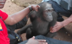 Cameroun /Batouri : un chimpanzé vivant secouru