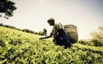 Mastercard lance un Marketplace mobile pour numériser le secteur agricole est-africain