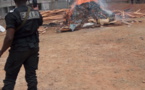 Cameroun : trois tonnes d'écailles de pangolins brûlées