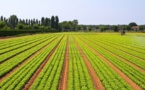 Programme APRON®Star : Des agriculteurs au Sénégal obtiennent des augmentations considérables de leur rendement